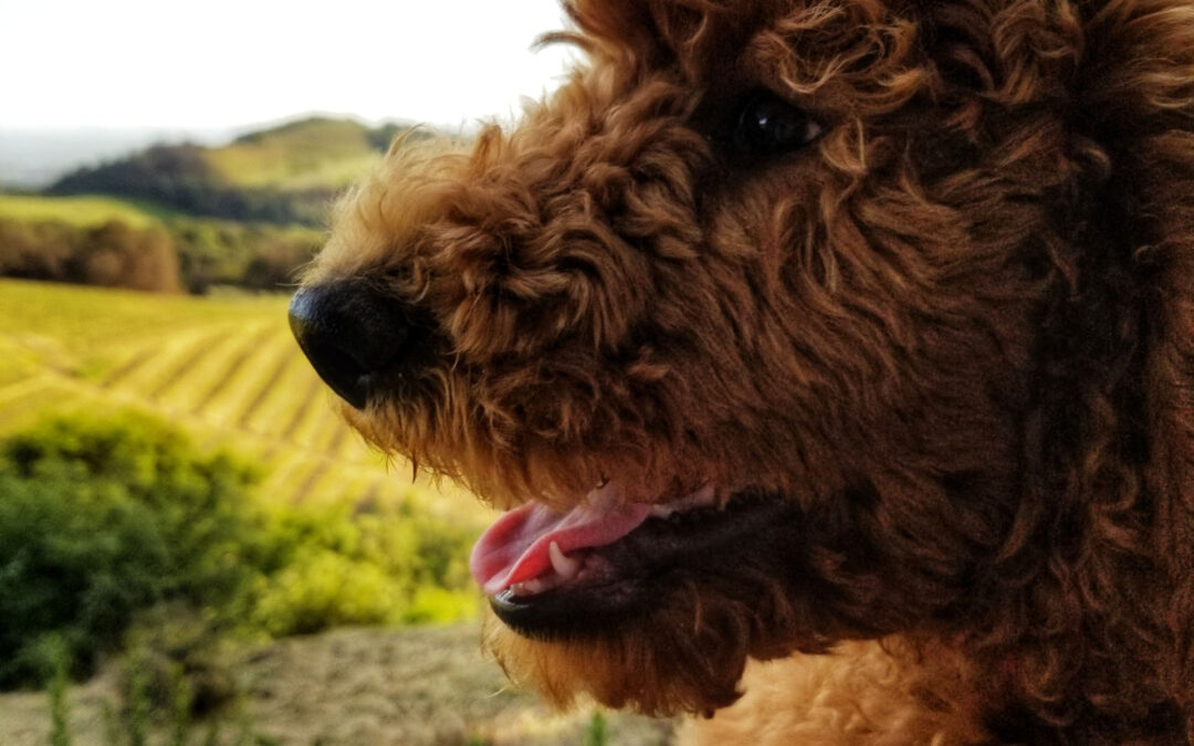 Rare Breed and K9 Experience