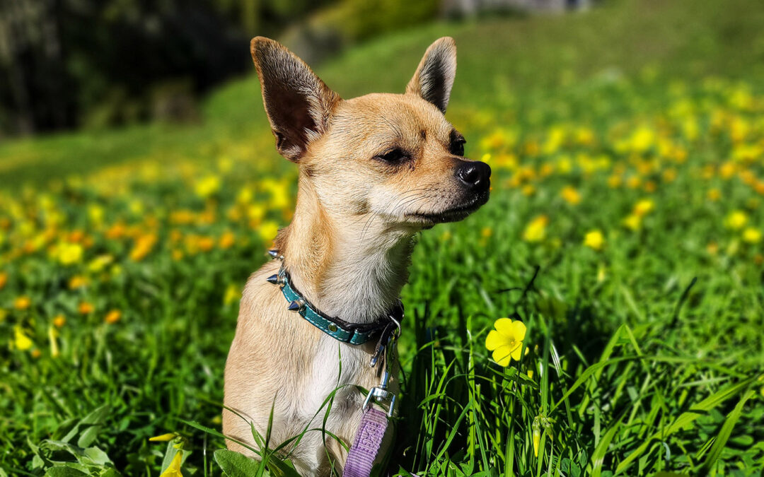 Adopting a Dog-Buyer Awareness